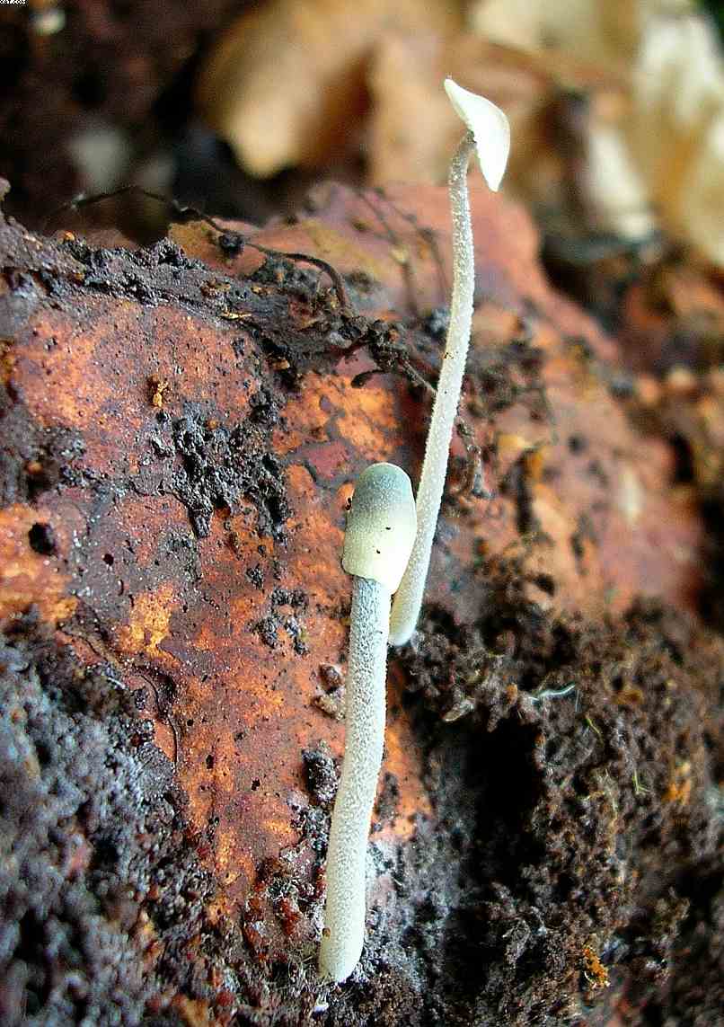 St. Chrischona ( CH )   30. Aprile 2005